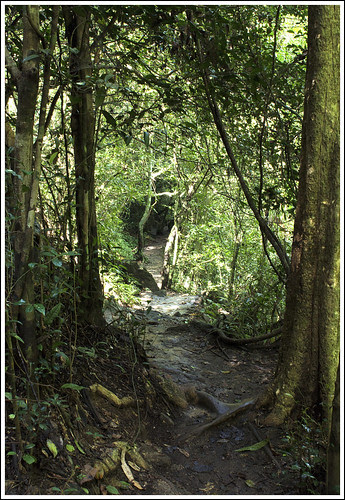 Jungle path at Bang Pae