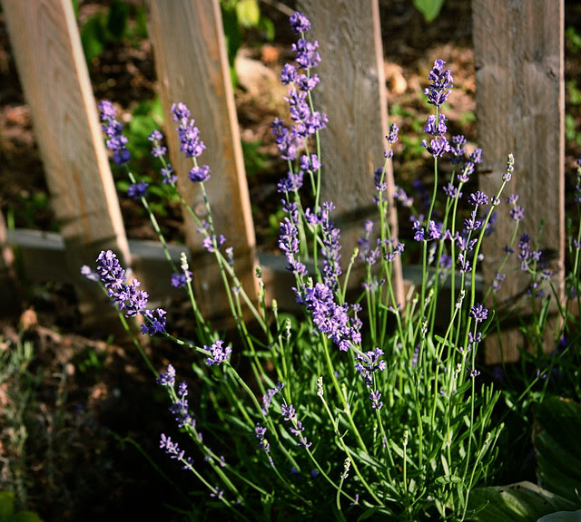 lavender_matt