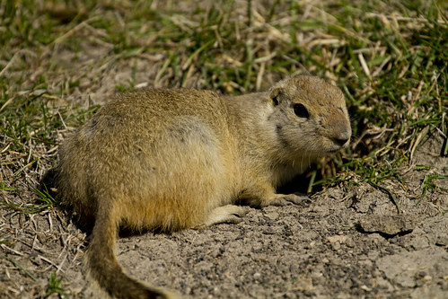 Ground Squirrel