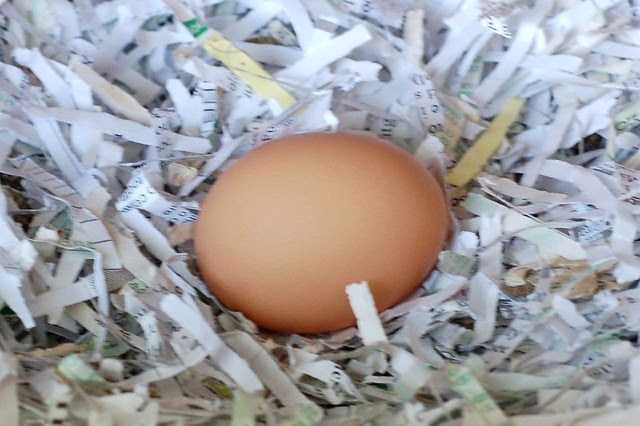 Freshly laid egg in a nest of shredded paper by Eve Fox, Garden of Eating blog