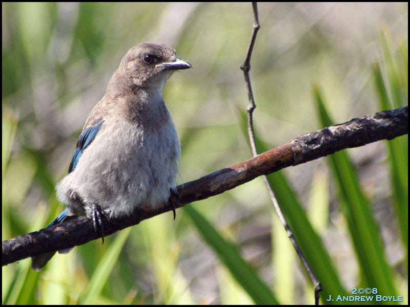 Florida Scrub Jay