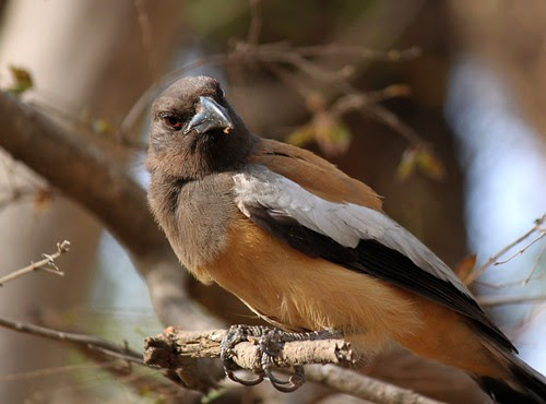 Rufous Treepie...questioning
look
