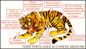 20080311-kids_tigercons4_2 wwf