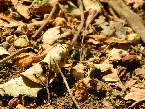 Damselfly