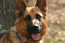 Post image for Survival Debate: Which Dog is the King of Survival