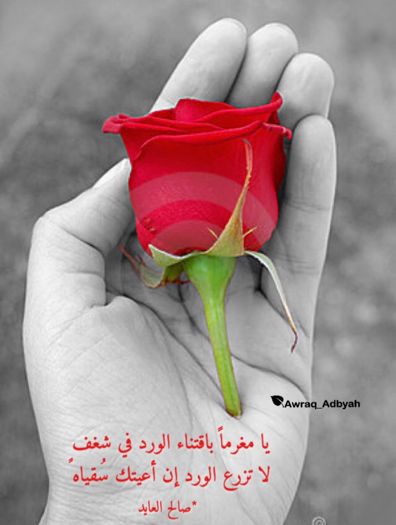 شعر عن الورد قصير