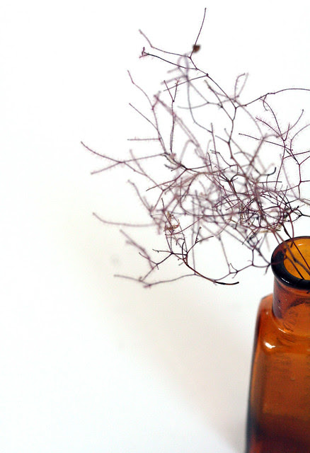 Smokebush