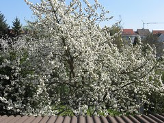 Kirschblüte 2007