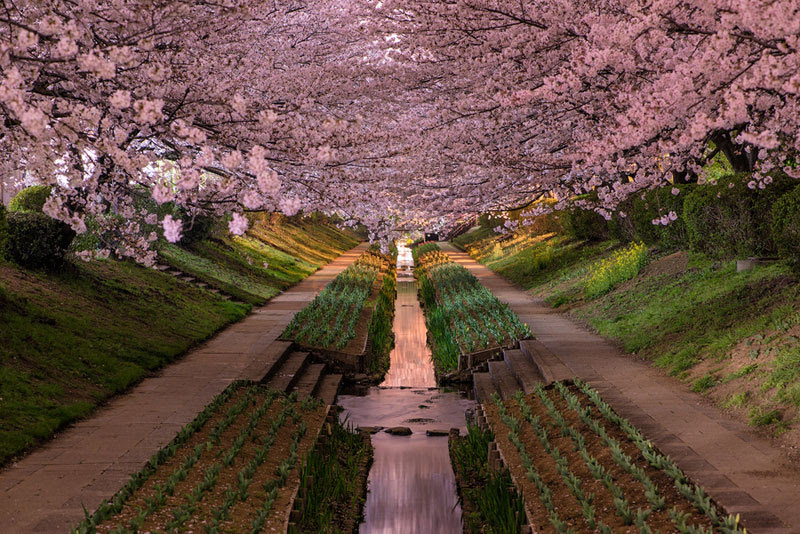 http://twistedsifter.com/2013/05/picture-of-the-day-yokohama-cherry-blossoms-in-bloom/