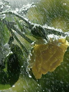 Желтая роза на дожде