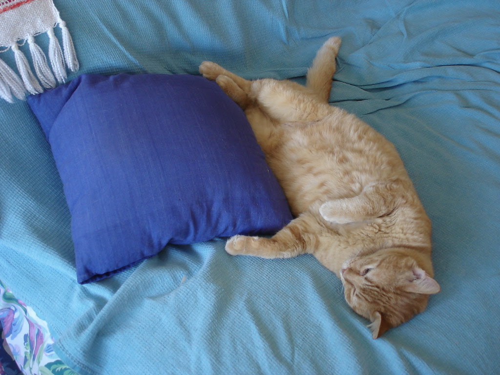 Cat with pillow