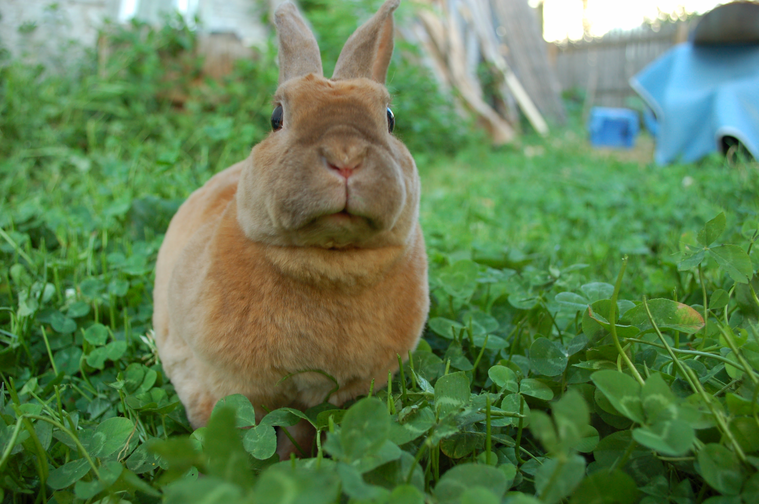 綺麗なウサギ 写真 フリー 無料イラスト集