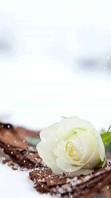 Белая роза на снегу (Miss you...)