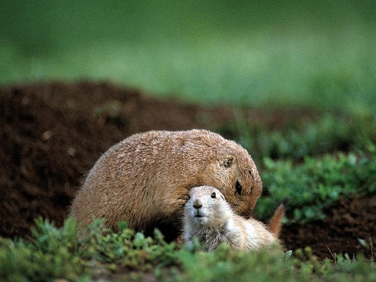 Download Jk Animals S.r.o. Bystřice Gif
