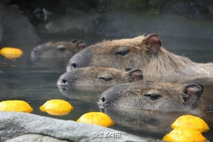 Nhật Bản: Chuột khổng lồ tắm nước nóng thơm gây sốt mạng - 4
