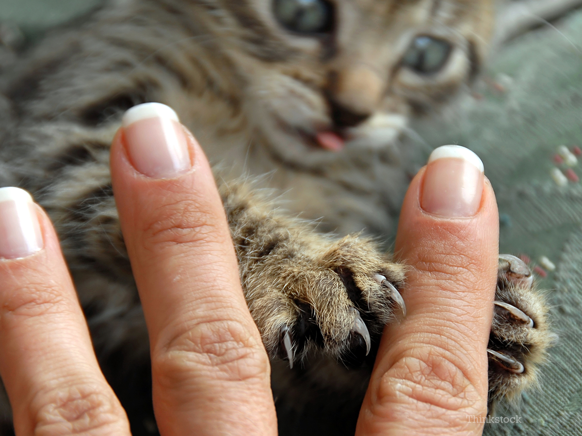 Can Cats Get Cold Sores From Humans