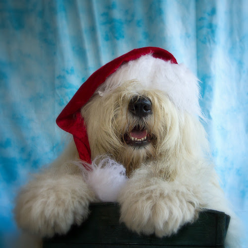 Merry Christmas!