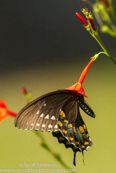 Photo & Video Sharing by SmugMug Photo & Video Sharing by SmugMug