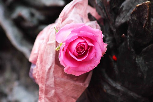 Una rosa per Eluana Englaro