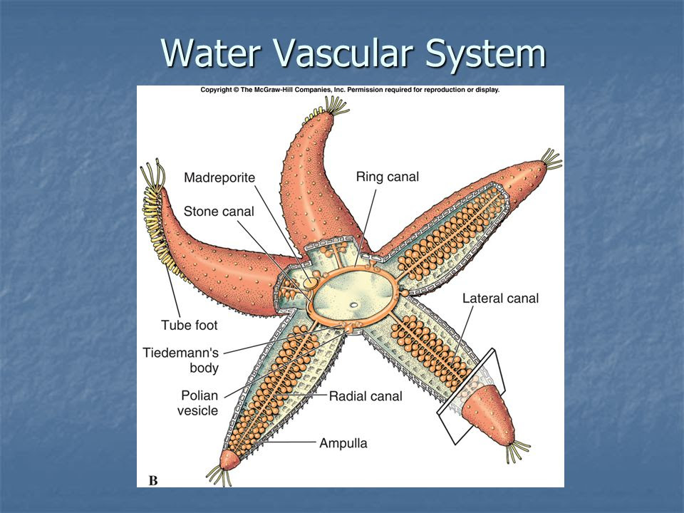 water-vascular-system-of-echinoderms