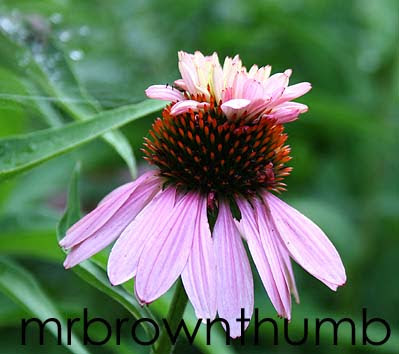 Echinacea 'Double Decker' purple coneflower
