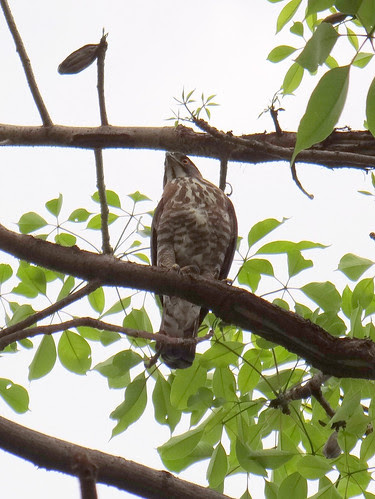 鳳頭蒼鷹/無限台南