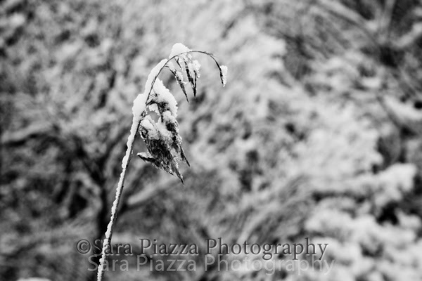 snow, Edgartown