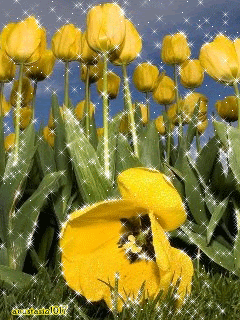 Желтые тюльпаны .