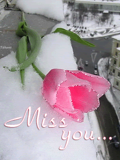 Нежный розовый тюльпан(miss you)