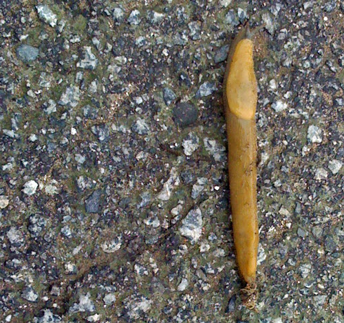 banana-slug-close.jpg