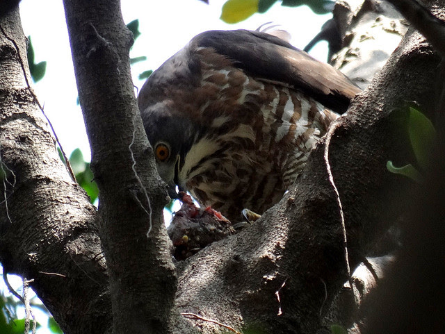 鳳頭蒼鷹/無限台南