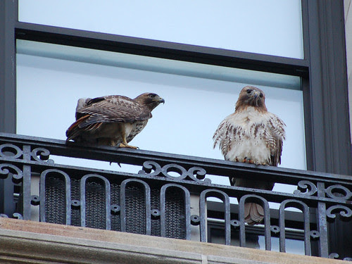Two Hawks at St. Luke's