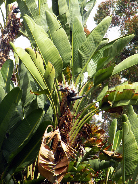 Blooming Palm