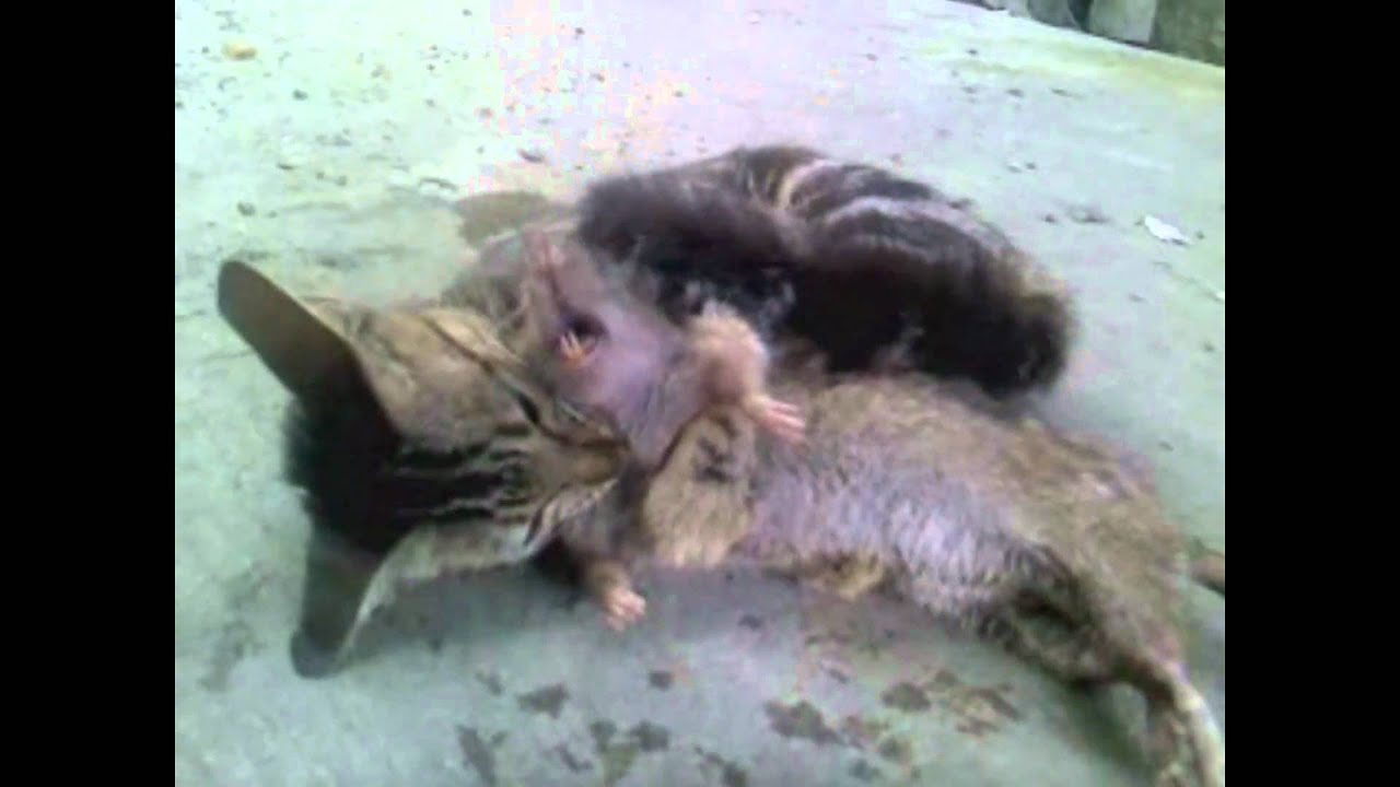 cat slaughter rat. WHAT CATS SHOULD DO! YouTube