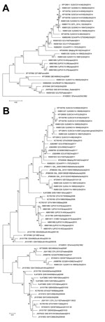 Thumbnail of Phylogenetic analysis of enterovirus D68 (EV-D68) from different locations. The phylogenetic relationships of all complete or near-complete EV-D68 genomes (A) or representative viral protein 1 sequences from different countries (B) were estimated by using the maximum-likelihood method with 100 replicates bootstrapped by using MEGA (http://www.megasoftware.net). Bootstrap values were indicated on each tree. EV-D68 strains from China are indicated with an asterisk. GenBank accession n