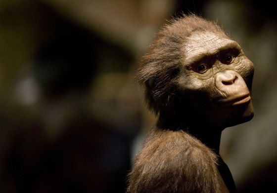 Lucy, la australopithecus