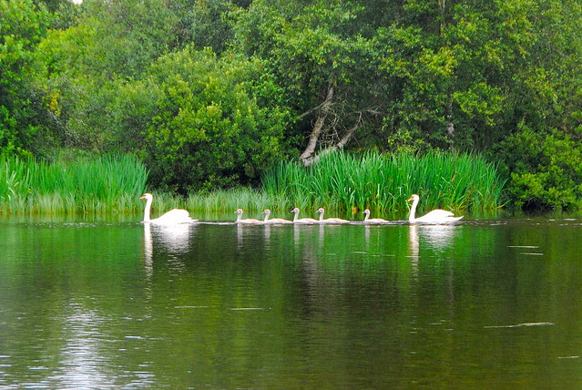 14/7.2011 the swans