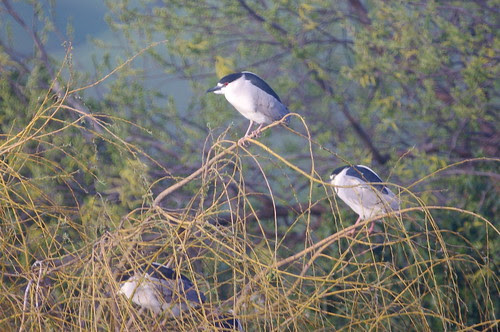 Tamron SP 500mm f/8.0 adaptall-2 55BB test shots