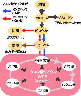 クエン酸回路、庄田商店のお役立ち豆知識より