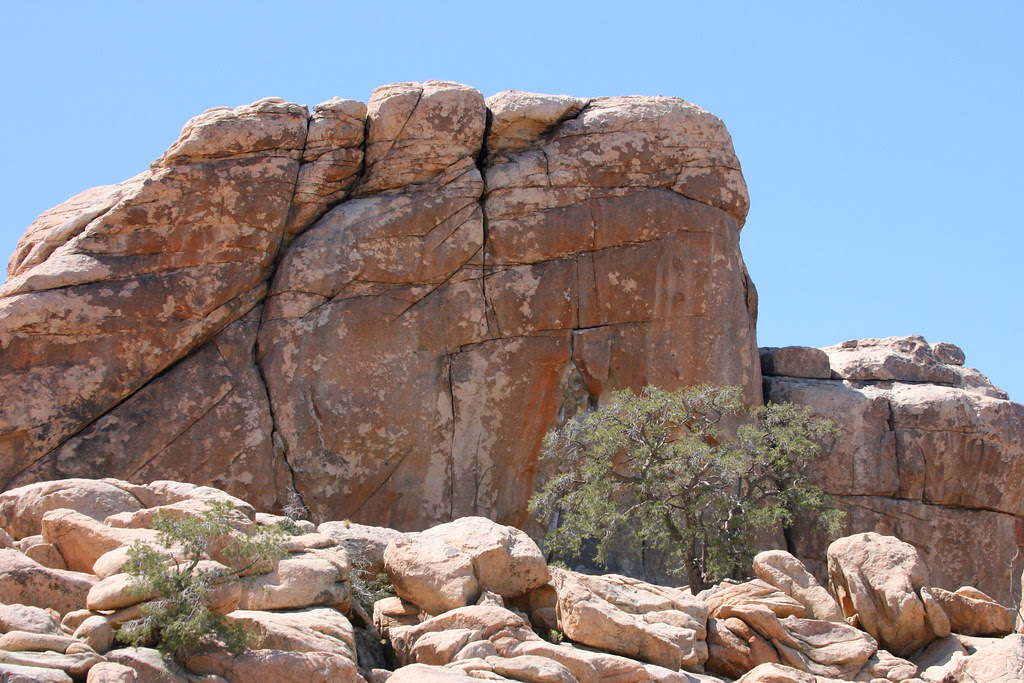 cliff and tree
