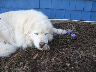 Mama said I can't eat any more crocus in Highlands Ranch, Colorado.