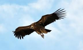 Vulture in Hindi गिद्ध