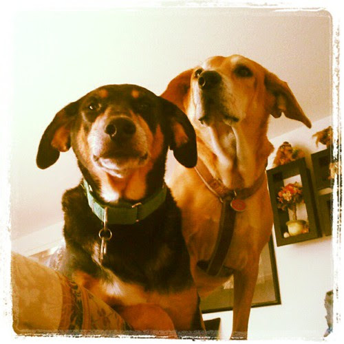 Teutul the #birthday boy & sister Sophie  #hounds #mutt #rescue #dogs #adoptdontshop #love #dogsofinstagram #dogstagram #instadog
