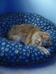 Jasper sleeping on the tuffet at night