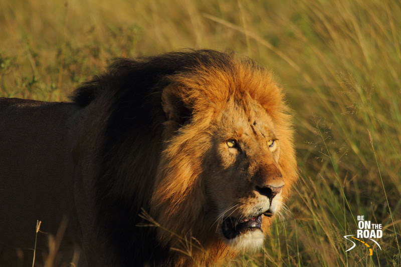 Special Lion Moments from Maasai Mara - 6