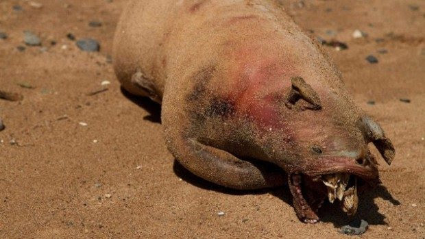 10 mysterious monsters whose existence can be explained rationally
