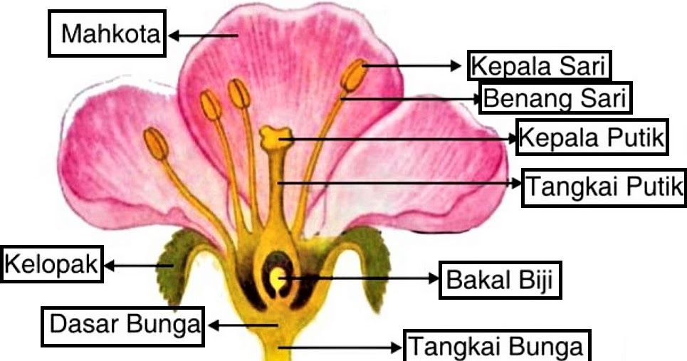 Bagian Bunga Asoka Dan Fungsinya Bunga Hias