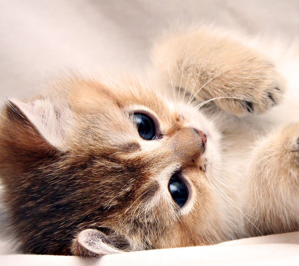 動物画像無料 元の猫 可愛い 壁紙 Iphone