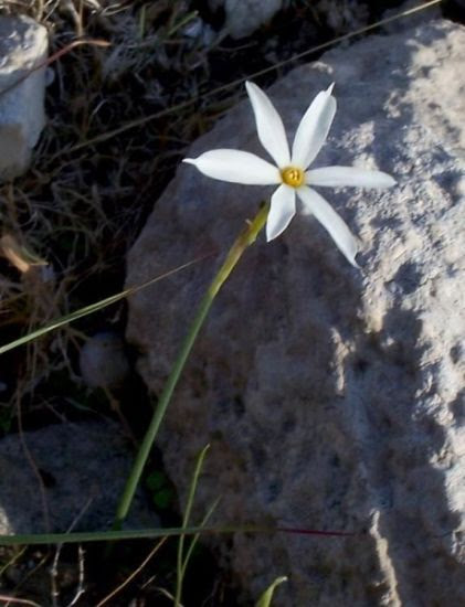 Narcissus serotinus L.