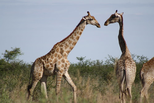 Giraffes - Etosha
